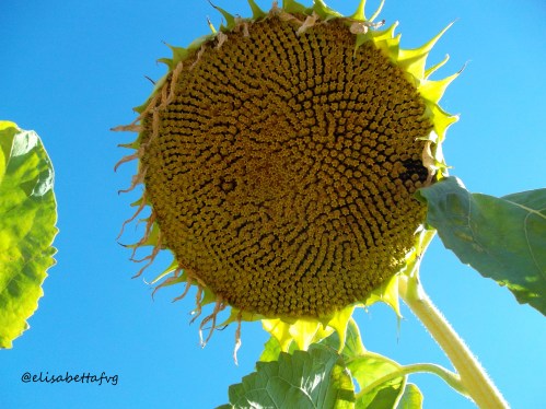 08-GIRASOLE ad Agosto