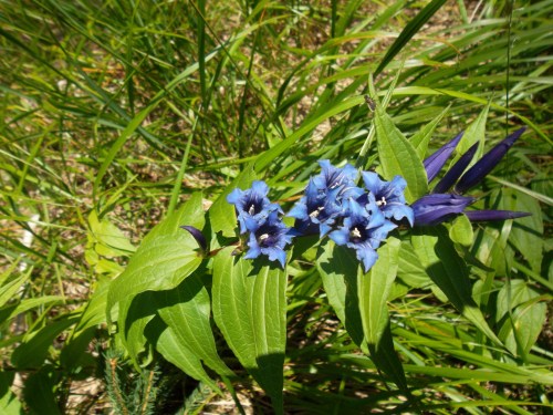 9-GENZIANA asclepiadea