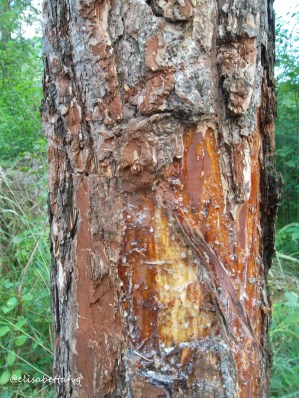 CORTECCIA ABETE ROSSO