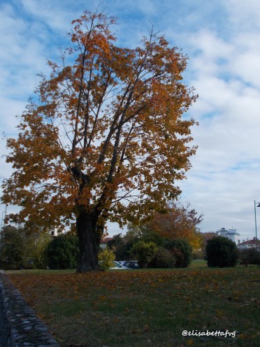ALBERO