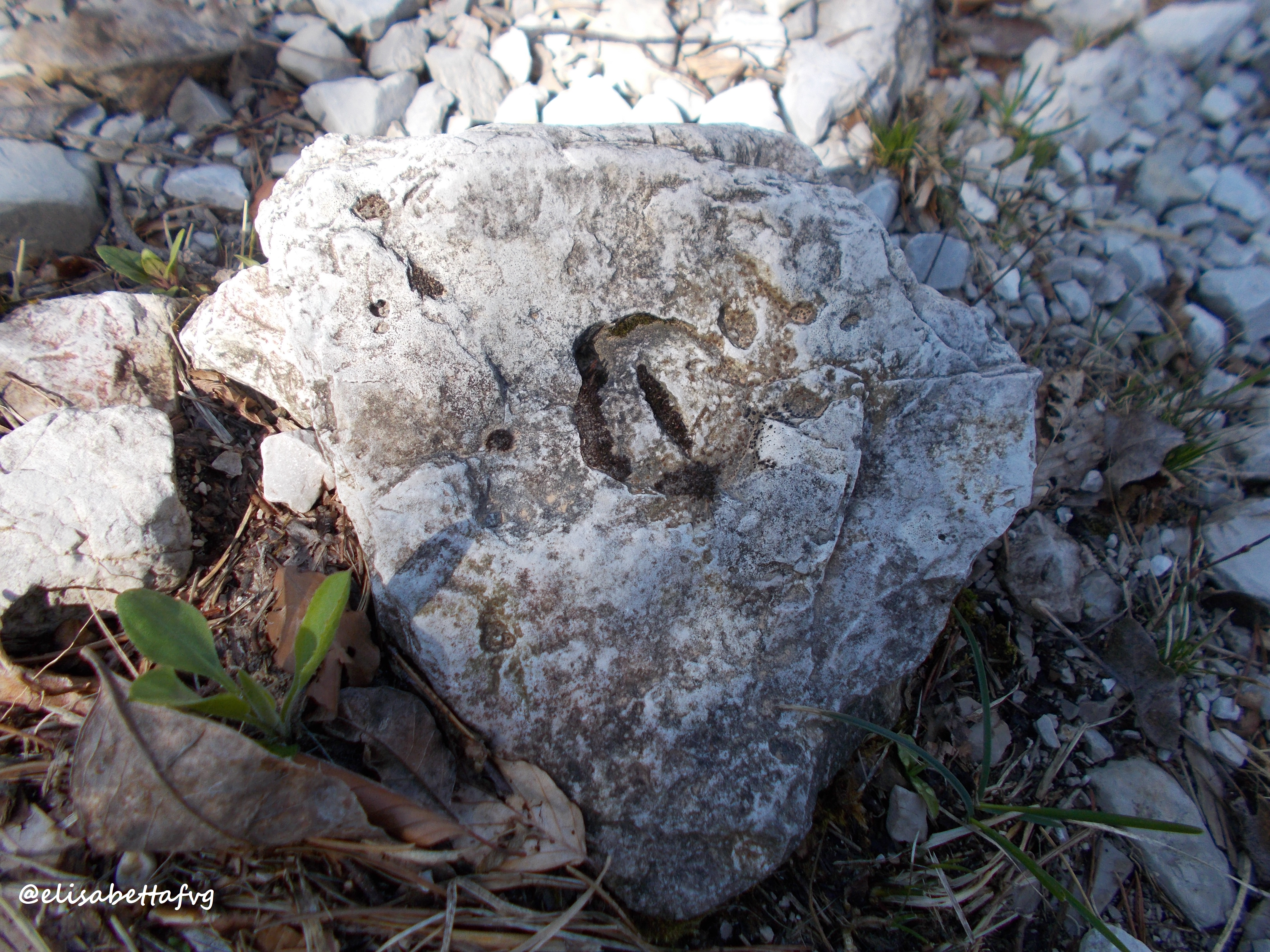 OCCHIO di PASSEROTTO