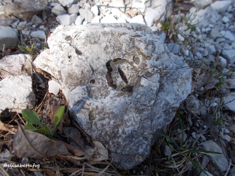 OCCHIO di PASSEROTTO