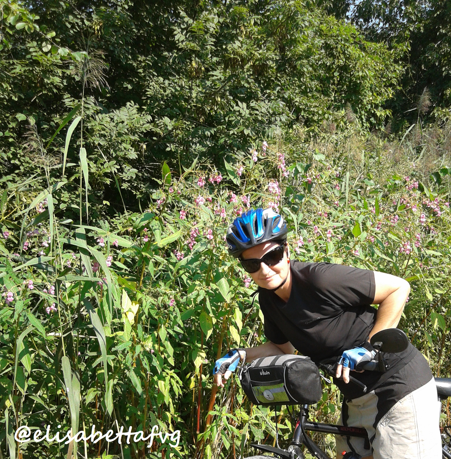 Balsamina Ghiandolosa