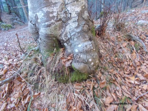 ELEFANTE MARINO o TAPIRO