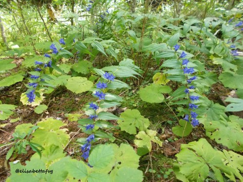 GENZIANA asclepiadea